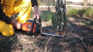 Best Hazardous Tree Removal  in San Benito, TX