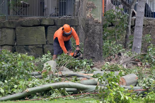 Best Tree Disease Treatment  in San Benito, TX