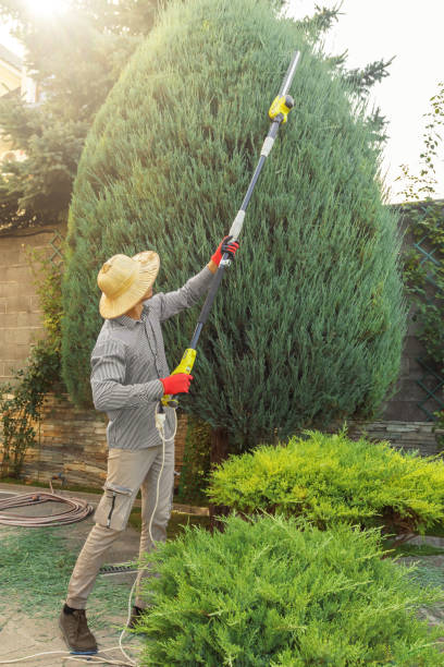 Best Lawn Disease Treatment  in San Benito, TX