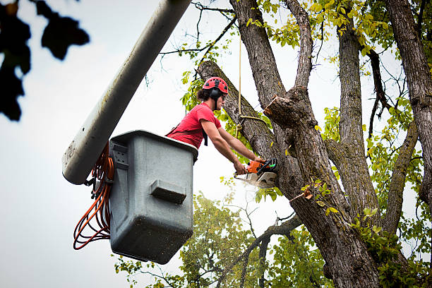 Best Tree Maintenance Programs  in San Benito, TX